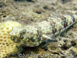 Lizard Fish (Synodus synodus) , Olympus c-760uz by Jun Ryan Tagama 